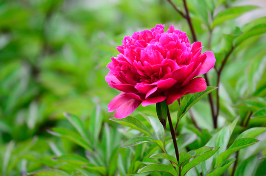 芍藥