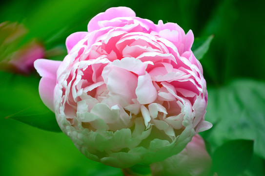 芍藥