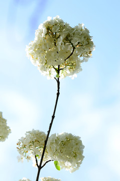 繡球花