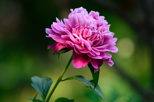 芍藥