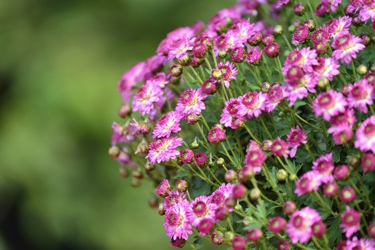 菊花