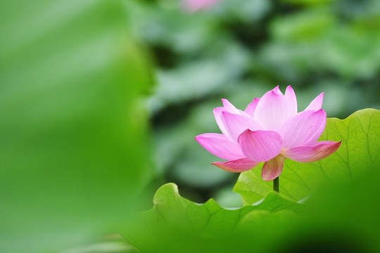 荷花