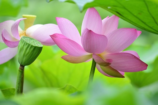 荷花