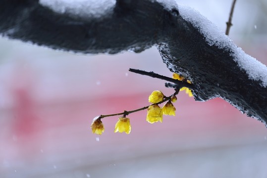 臘梅花