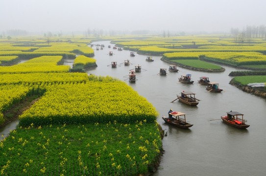 江蘇泰州興化油菜花