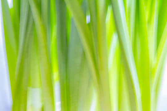 水仙莖葉
