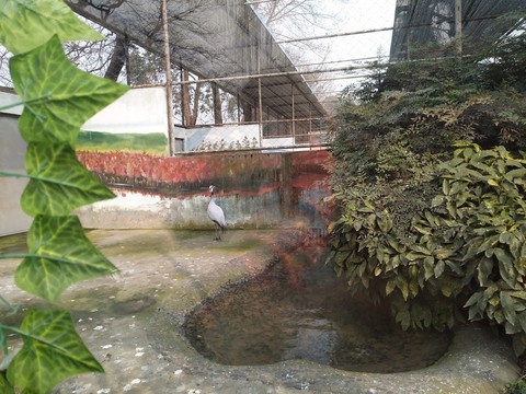 鶴