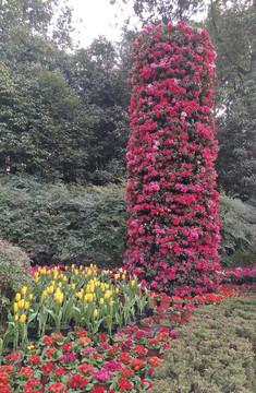 雛菊