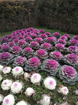 洋白菜