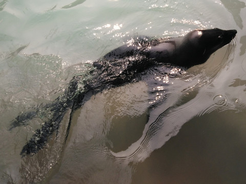 海獅