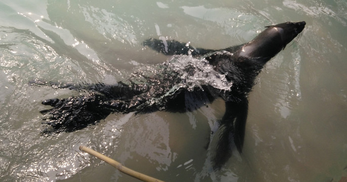 海獅