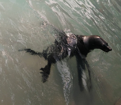 海獅