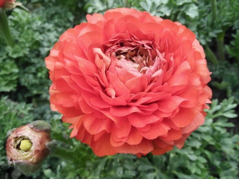 雛菊