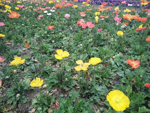 太陽花