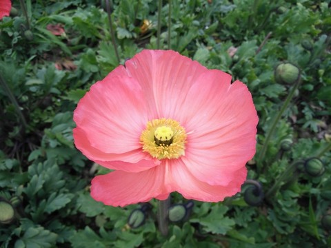 太陽花