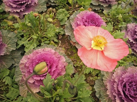 太陽(yáng)花