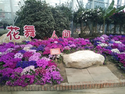 雛菊