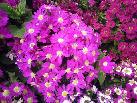 雛菊