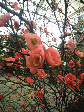 杜鵑花