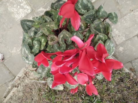 花卉