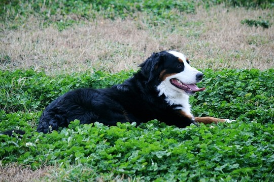 犬