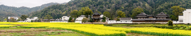 寬幅婺源油菜花