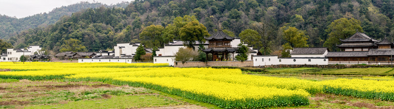婺源原野油菜花