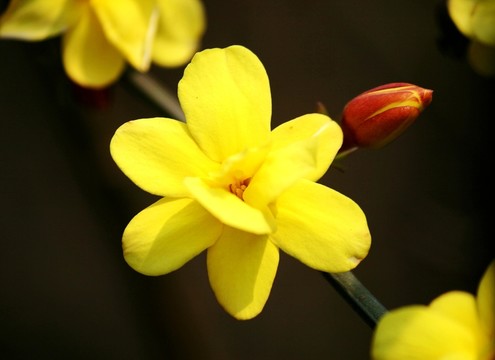 迎春花