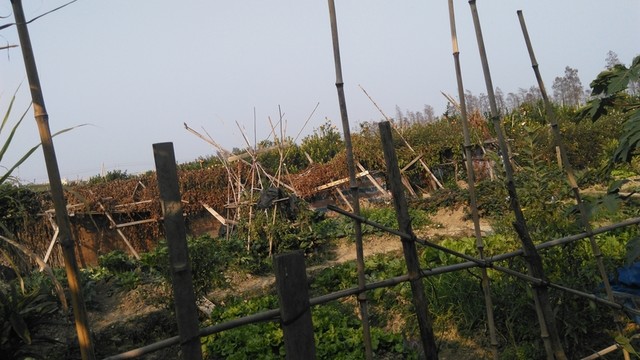 田園