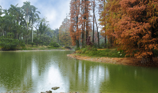 紅杉 水杉