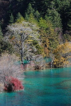 九寨溝的水和樹(shù)