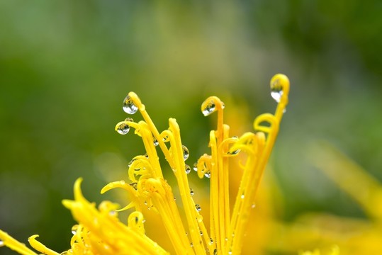 微距下的菊花
