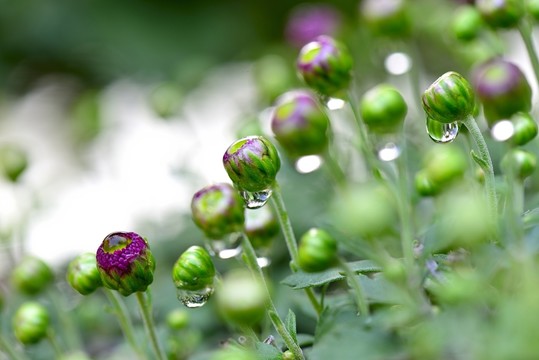 微距下的菊花