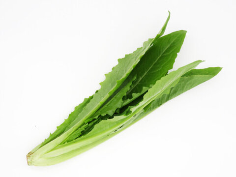 油麥菜