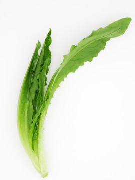 油麥菜