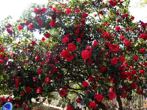 紅山茶花