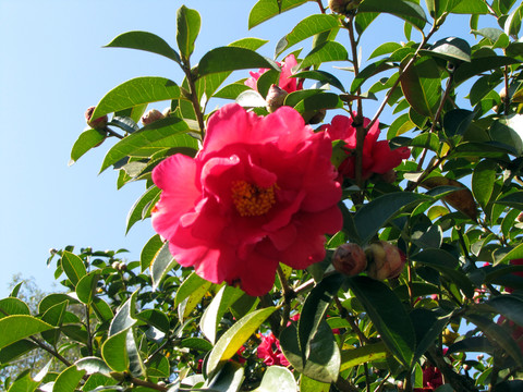 粉色茶花