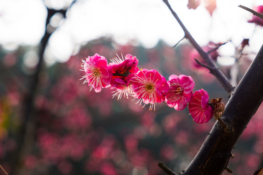 早春梅花