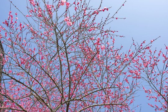 梅花