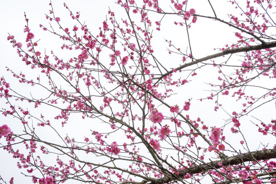 梅花