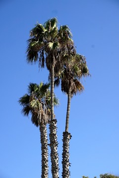 椰樹和藍天