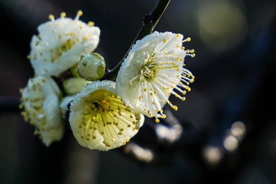 梅花