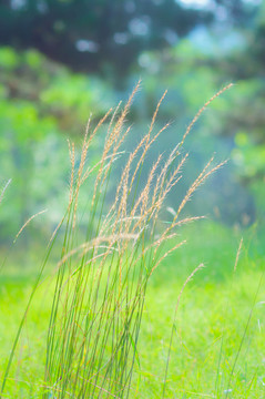野草