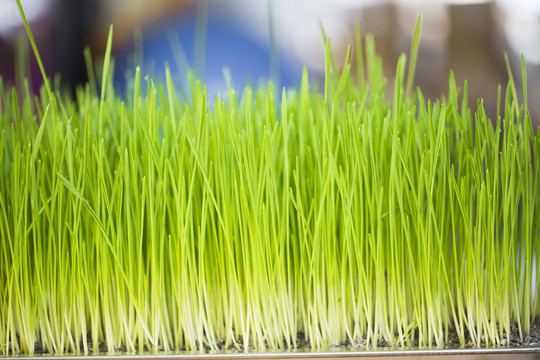 小麥草