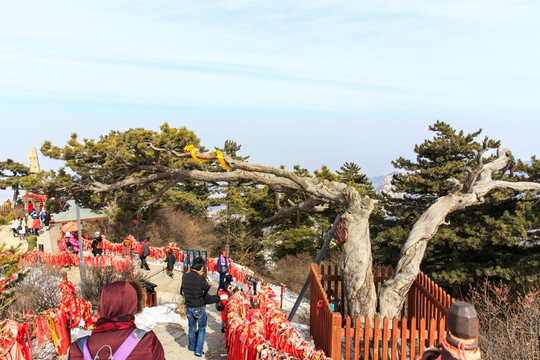華山景區(qū) 百年華山松