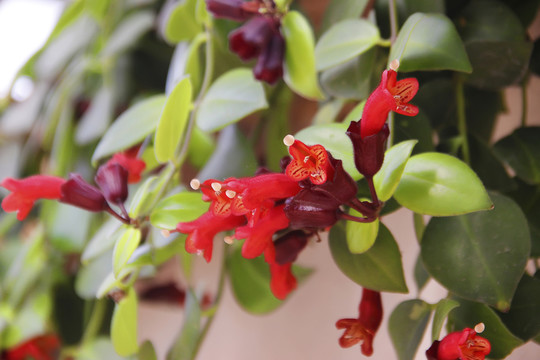 口紅花