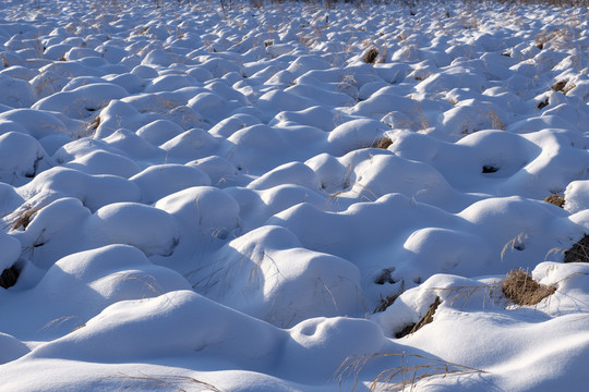 冬日濕地雪景