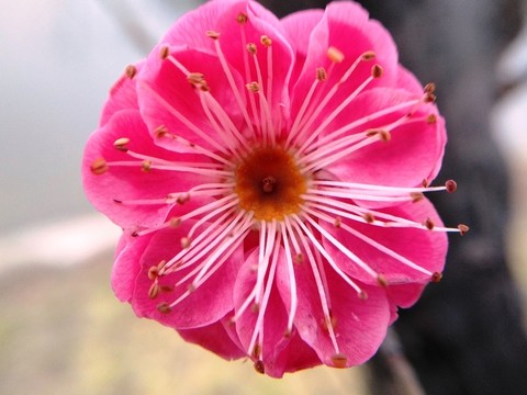 梅花