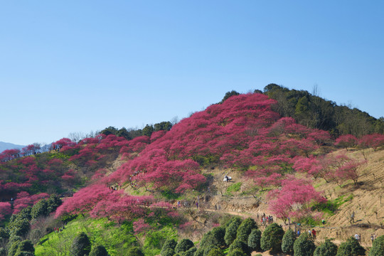 奉化新建梅花