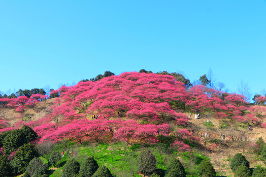 奉化新建梅花